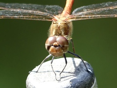 Sympetrum striolatum