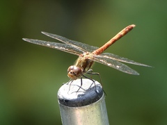 Sympetrum striolatum