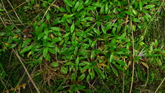 Plantago unibracteata