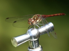 Sympetrum striolatum