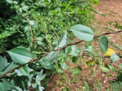 Cryptolepis cryptolepioides