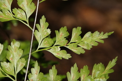 Asplenium neolaserpitiifolium
