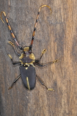 Dorcacerus barbatus