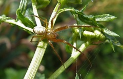 Metellina segmentata