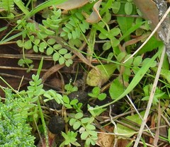 Ornithopus compressus