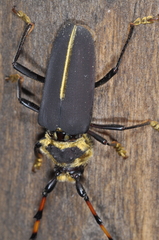 Dorcacerus barbatus