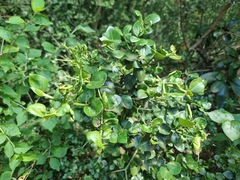 Carissa bispinosa