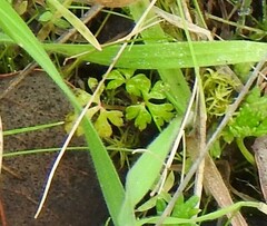 Geranium purpureum