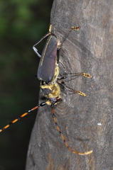 Dorcacerus barbatus
