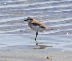 Charadrius marginatus