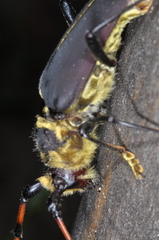 Dorcacerus barbatus