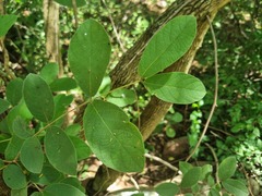 Combretum molle