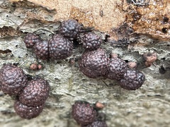 Hypoxylon fragiforme