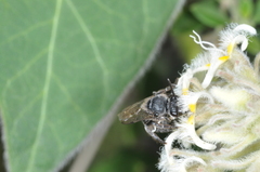 Colletidae