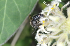 Colletidae