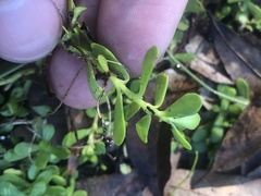 Bacopa
