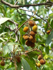 Lepisanthes tetraphylla