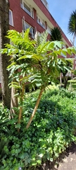 Bocconia frutescens