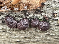 Hypoxylon fragiforme