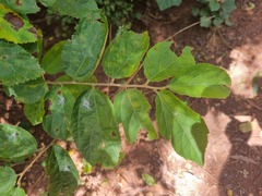 Grewia flavescens