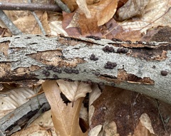 Hypoxylon fragiforme