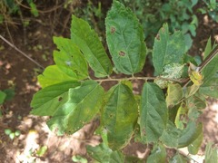 Grewia flavescens