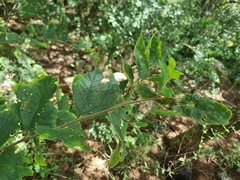 Celtis africana