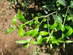 Olea europaea cuspidata