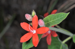 Oxypetalum coccineum