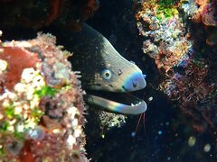 Gymnothorax mordax