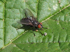 Phorocera