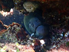 Gymnothorax mordax