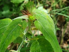 Acalypha villicaulis