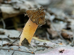 Verpa bohemica