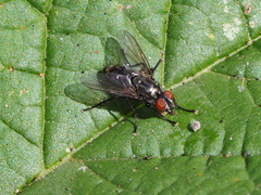 Phorocera
