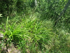Chlorophytum bowkeri