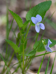 Viola nemoralis