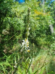 Chlorophytum bowkeri