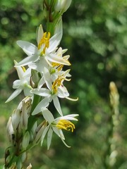 Chlorophytum bowkeri