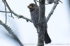 Amblyospiza albifrons