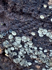 Chlorosplenium chlora