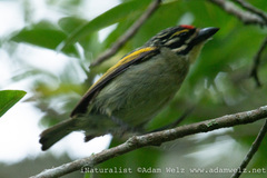 Pogoniulus pusillus