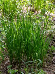 Brachypodium pinnatum