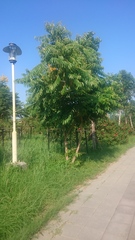 Glochidion philippicum