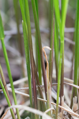 Brachypodium pinnatum