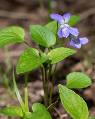 Viola nemoralis