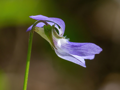 Viola nemoralis