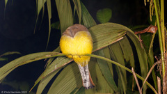 Trogon rufus