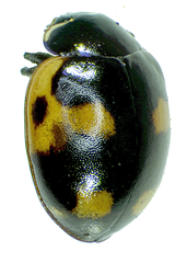 Ceratomegilla alpina