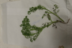 Fumaria parviflora